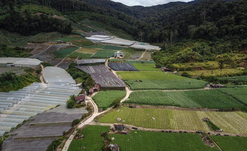 Mardi targets to create 800 hectares of new crop land in four years Mardi targets to create 800 hectares of new crop land in four years