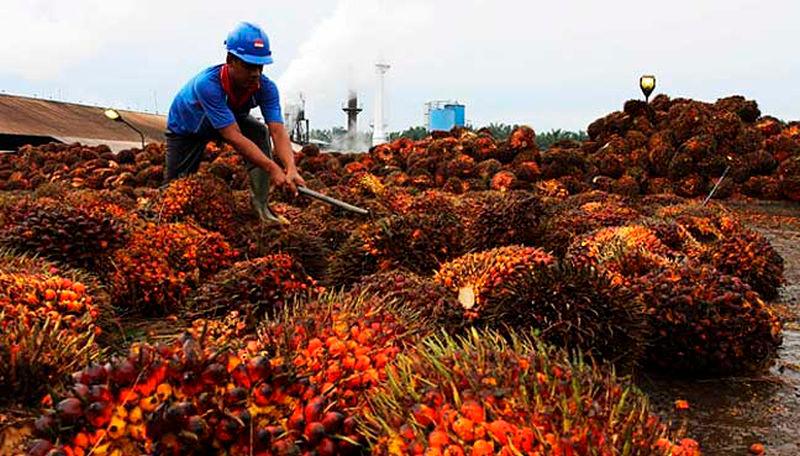 Ministry targets RM75 billion worth of palm product exports for this year Ministry targets RM75 billion worth of palm product exports for this year