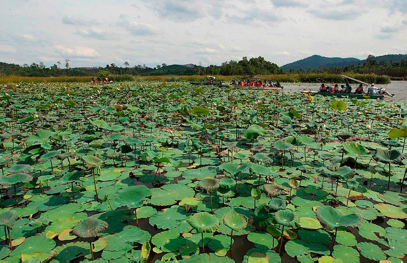 More aggressive actions needed to rehabilitate Tasik Chini: Tengku Hassanal