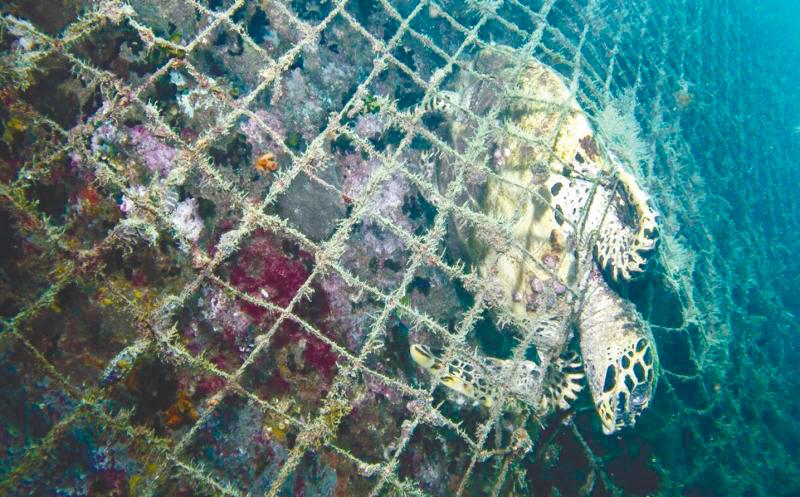 Moving towards a common fisheries policy Moving towards a common fisheries policy