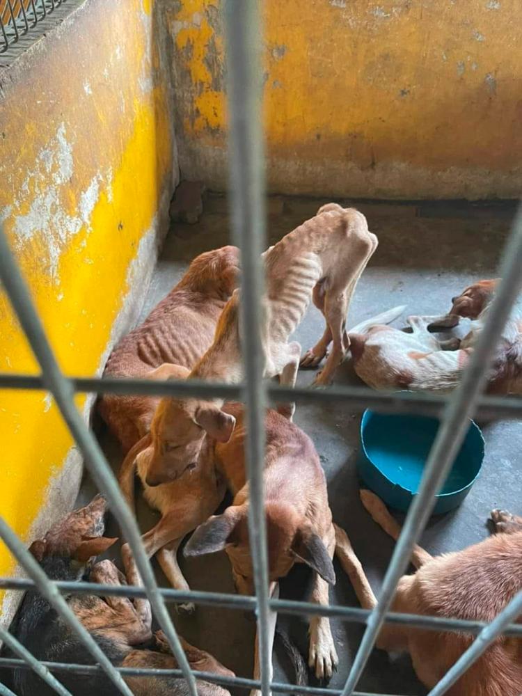 Municipal dog pound kept in horrific condition Municipal dog pound kept in horrific condition
