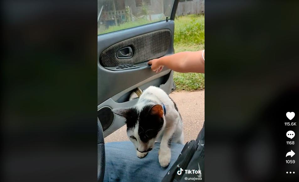 Netizens amused by cat getting a ride home in car Netizens amused by cat getting a ride home in car