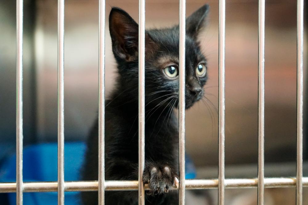 New York to ban animal sales at pet stores in 2024 New York to ban animal sales at pet stores in 2024