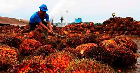 Omicron, high cost of fertilisers may threaten CPO production recovery