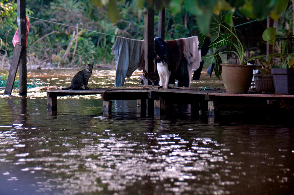 Pahang floods claim lives of over 17,000 livestock, pets Pahang floods claim lives of over 17,000 livestock, pets