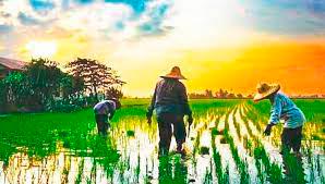 Pahang state assemblyman calls on state govt to exempt tax, land rental to farmers