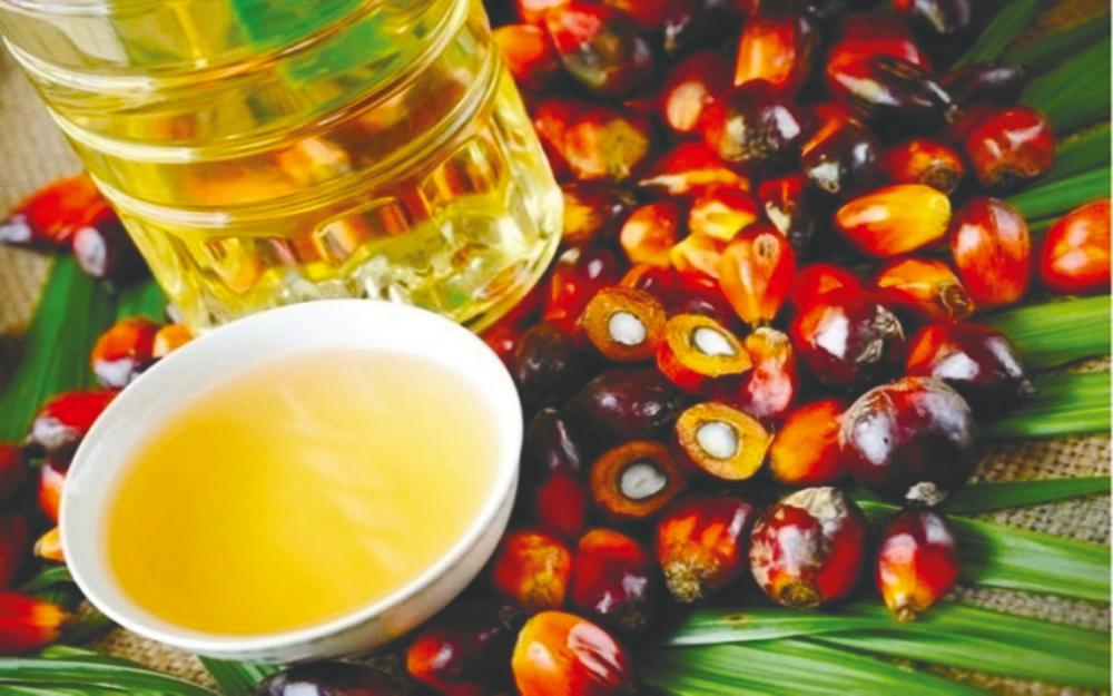 Palm oil production expected to return in earnest next year: OCBC Palm oil production expected to return in earnest next year: OCBC