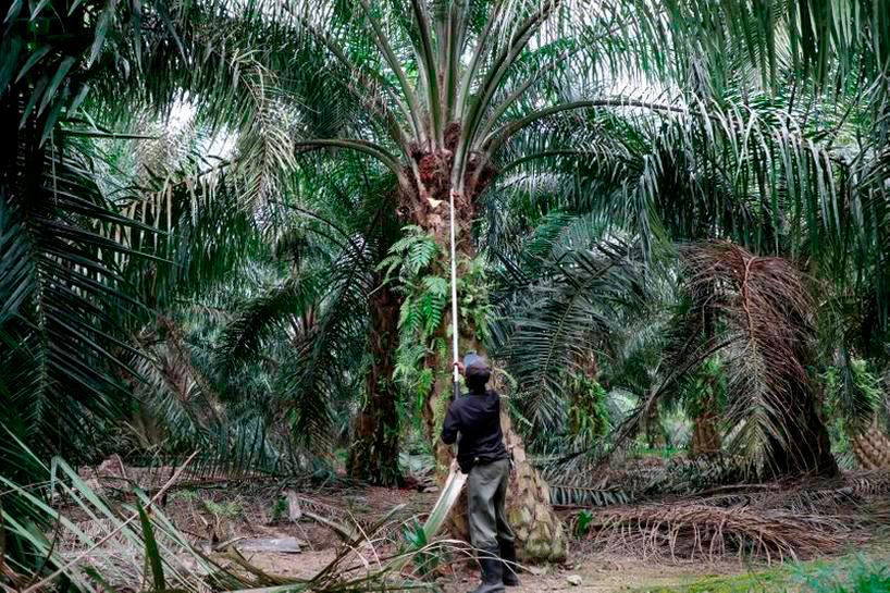 Palm oil production to recover only by May 2022- analyst Mistry Palm oil production to recover only by May 2022- analyst Mistry