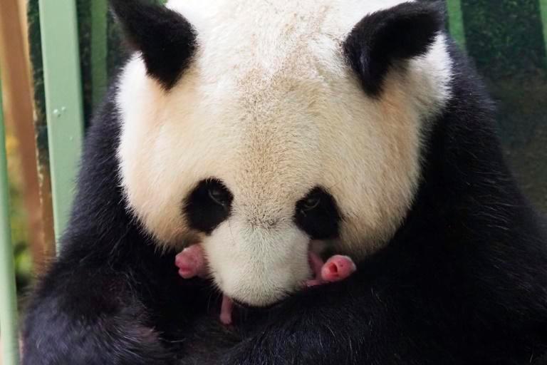 Panda loaned to France gives birth to twins: Zoo