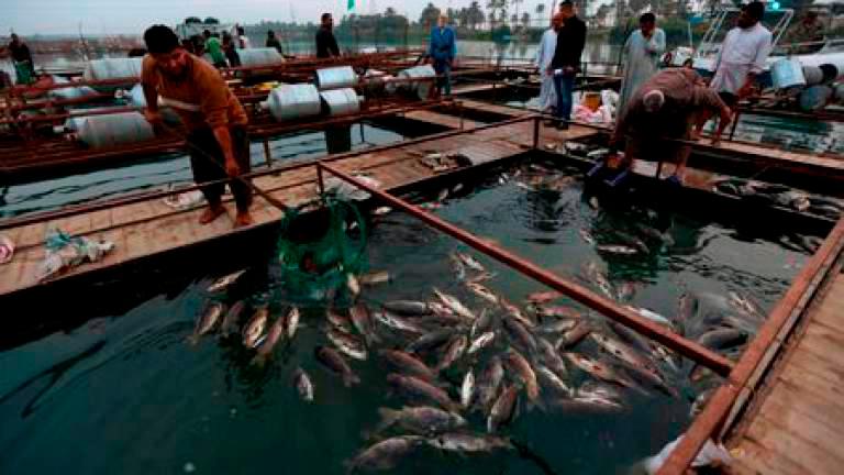 Pasir Puteh to become one of Kelantanâs top freshwater fish producers â Exco Pasir Puteh to become one of Kelantanâs top freshwater fish producers â Exco