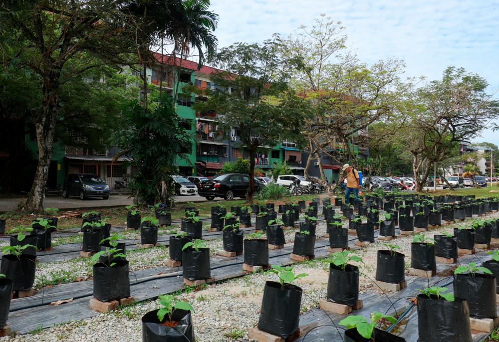 Pekebun kecil, firma senaraian awam disaran fokus pada prospek jangka panjang