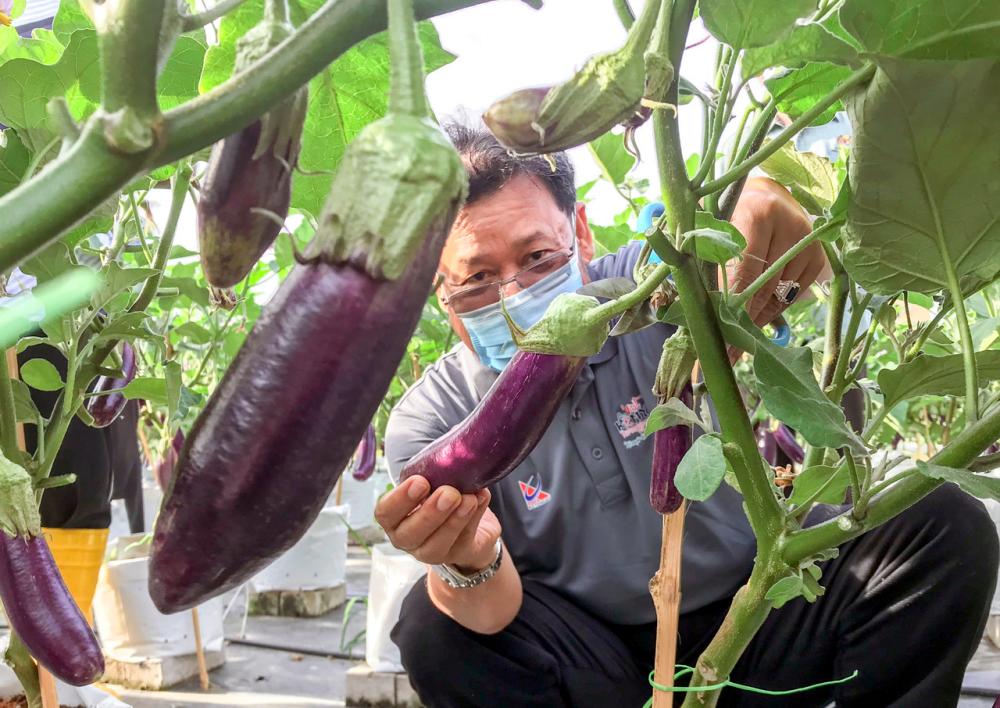 Penjana: Urban farming project can generate 8,800 tonnes of produce by 2025 Penjana: Urban farming project can generate 8,800 tonnes of produce by 2025
