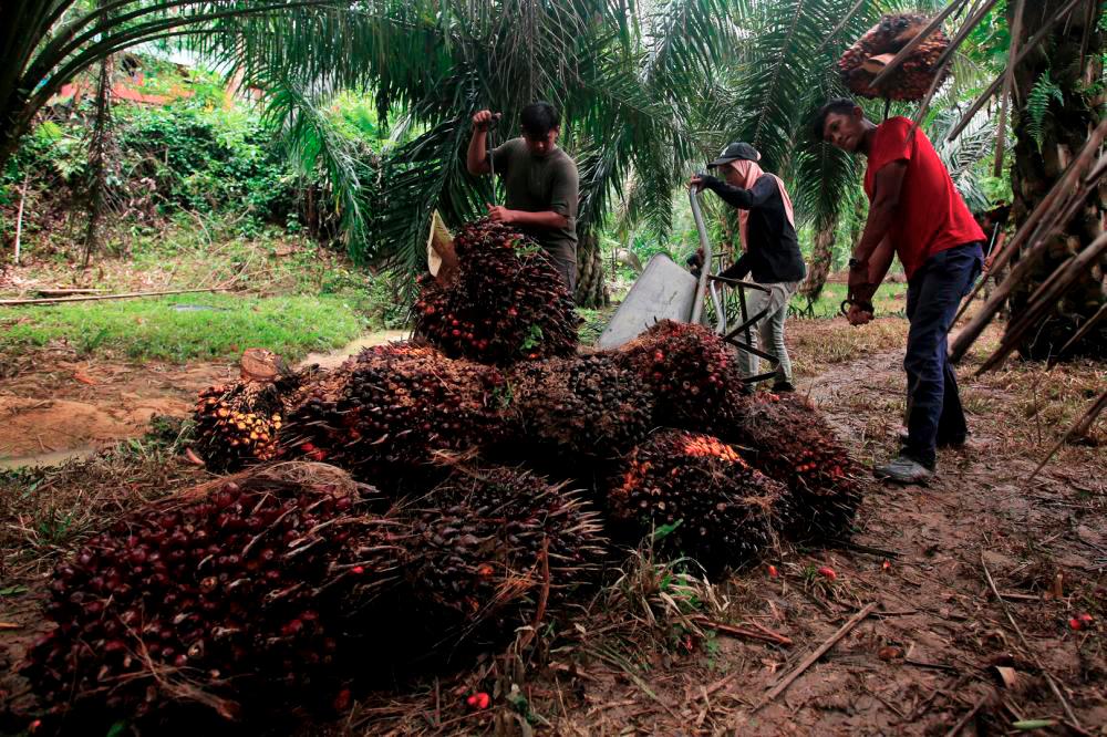 Penyelidik UM teroka potensi sisa sawit sebagai karbon bernilai tinggi