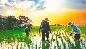 Perak paddy farmers suffer losses due to pests, diseases