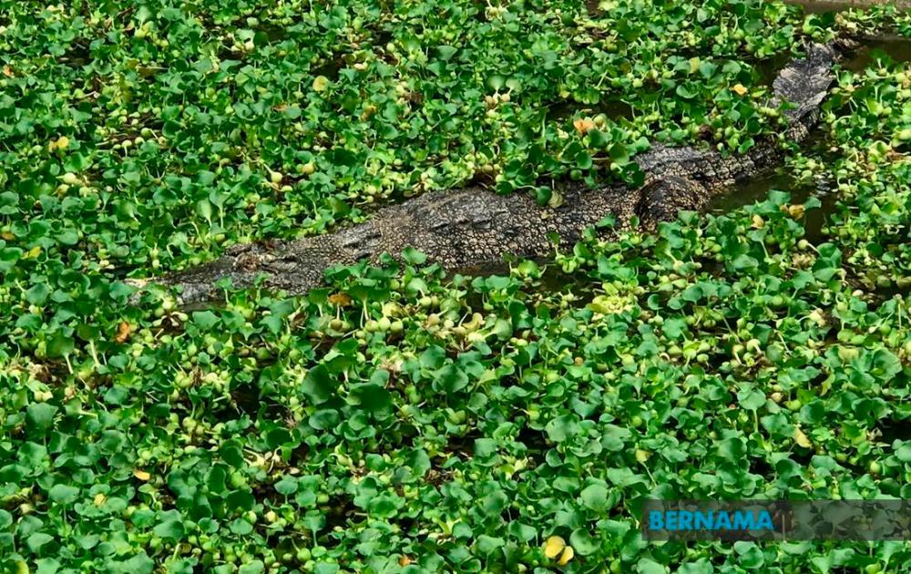 Perhilitan: Beware of crocodiles in Sungai Lalang, Sungai Petani Perhilitan: Beware of crocodiles in Sungai Lalang, Sungai Petani