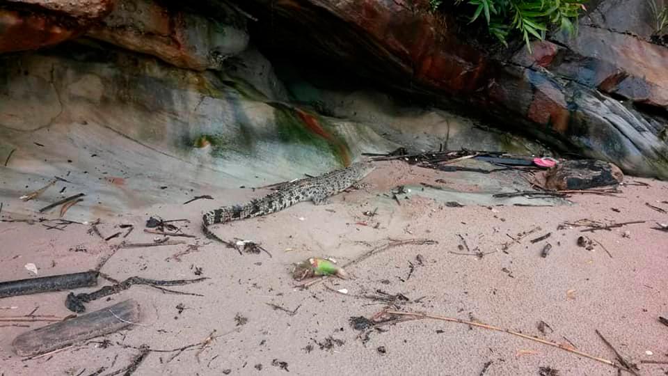 Perhilitan monitoring presence of crocodiles on Labuan beaches