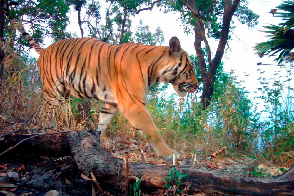 Perhilitan probing alleged tiger sighting near Simpang Pulai road Perhilitan probing alleged tiger sighting near Simpang Pulai road
