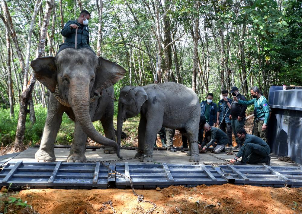 Perhilitan urged to relocate elephants at Pos Betau, Lipis, for safety of Orang Asli Perhilitan urged to relocate elephants at Pos Betau, Lipis, for safety of Orang Asli
