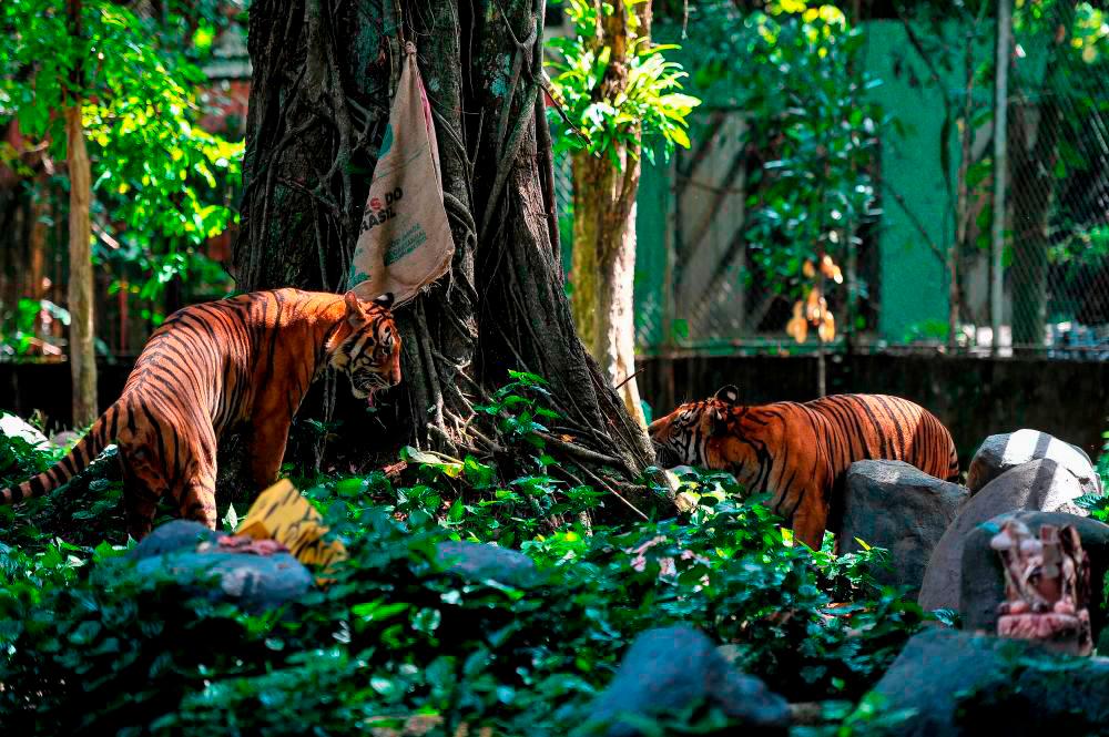 Perhilitan working to ensure no tiger threat in Cameron Highlands Perhilitan working to ensure no tiger threat in Cameron Highlands