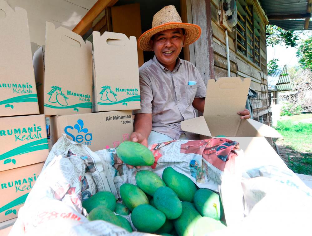 Perlis FAMA targets to market 10 metric tonnes of Harumanis mangoes this year Perlis FAMA targets to market 10 metric tonnes of Harumanis mangoes this year
