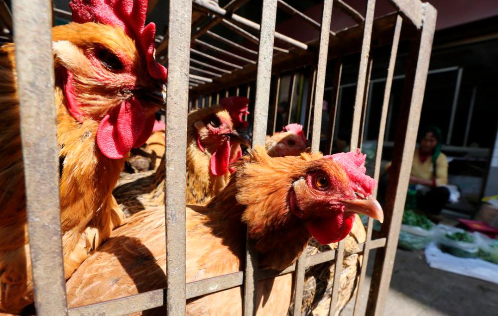 Peru, Ecuador declare animal health emergency after bird flu outbreaks