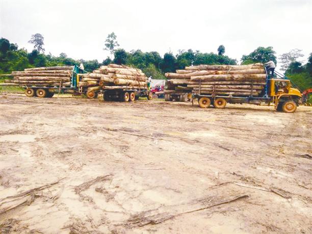 Plantation logs business set to haul Sand Nisko Capital back to profitability in FY21