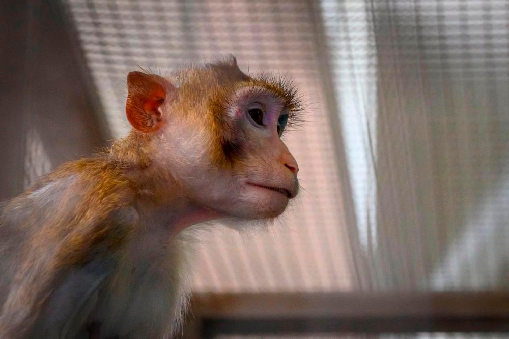 Police deny not taking action regarding report of tortured baby macaque