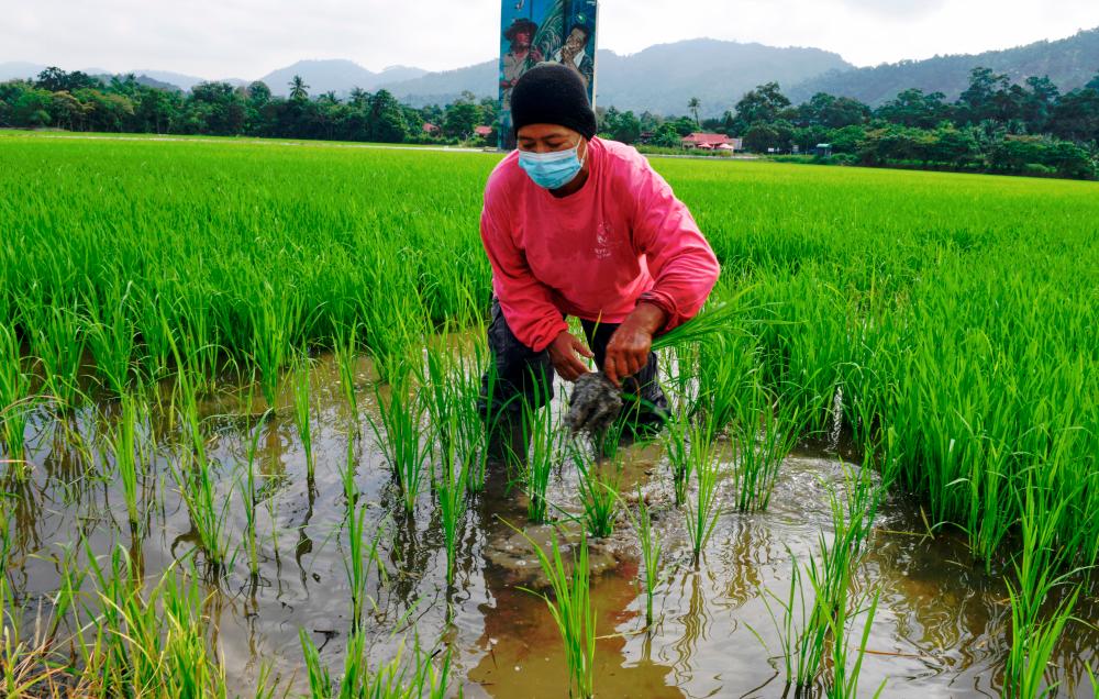 Promote agriculture as heavy reliance on imports not sustainable: Economists Promote agriculture as heavy reliance on imports not sustainable: Economists