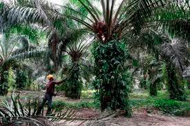 Promotional activities to counter EUâs anti-palm oil campaigns -MPIC Promotional activities to counter EUâs anti-palm oil campaigns -MPIC