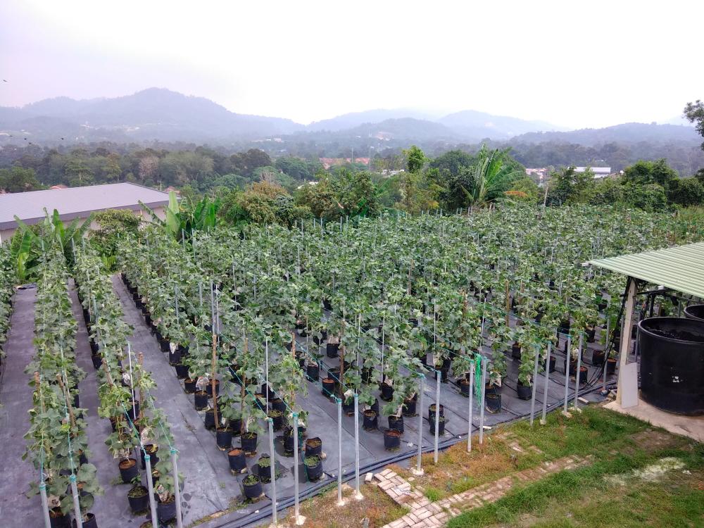 REDtone smart farming technologies raise yields, cut costs