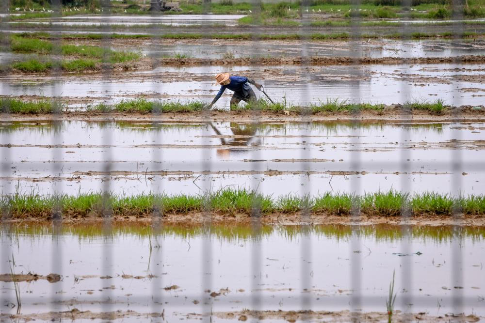 RM10m Bernas special aid to be channeled to padi farmers in east coast states from January
