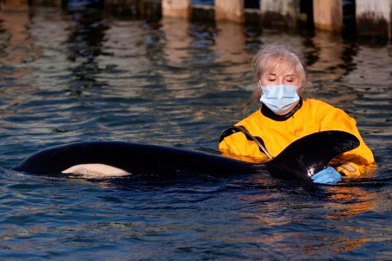 Race to find beached baby orcaâs mother in New Zealand