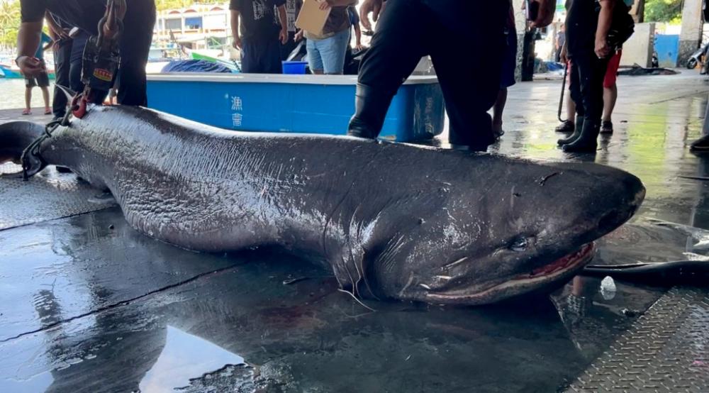 Rare prehistoric species of shark caught by Taitung fishermen