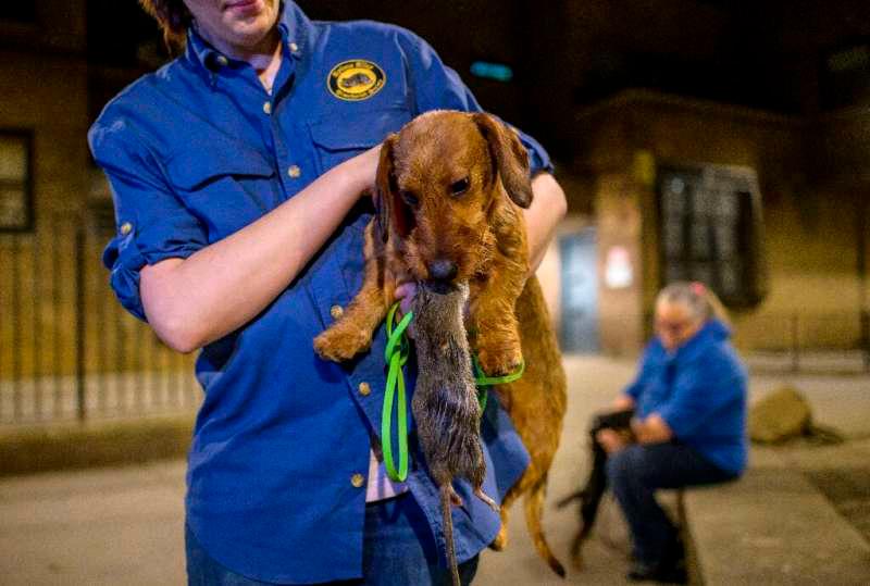 Rat killers of New York: Dogs, volunteers hunt brazen rodents