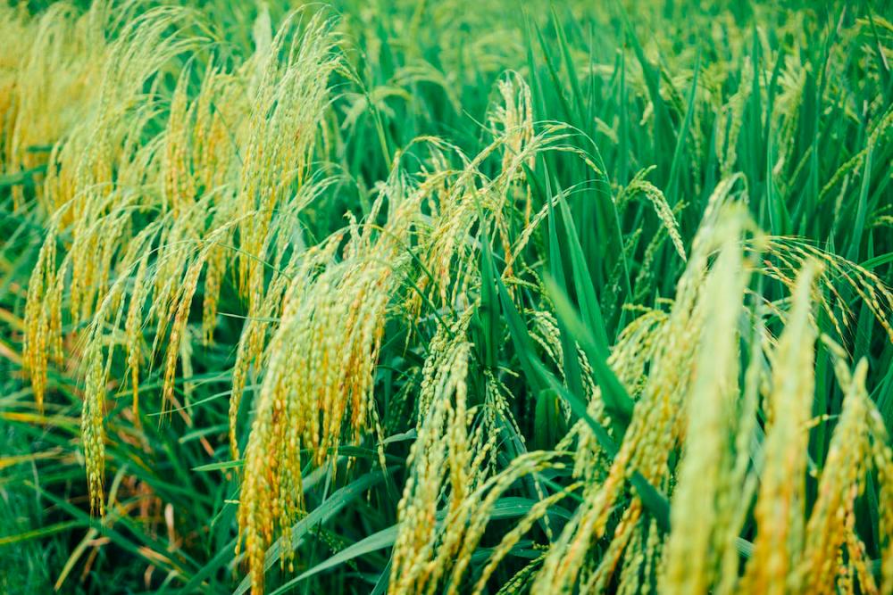 Report: Recognise East Malaysia’s specialty rice at federal, state levels