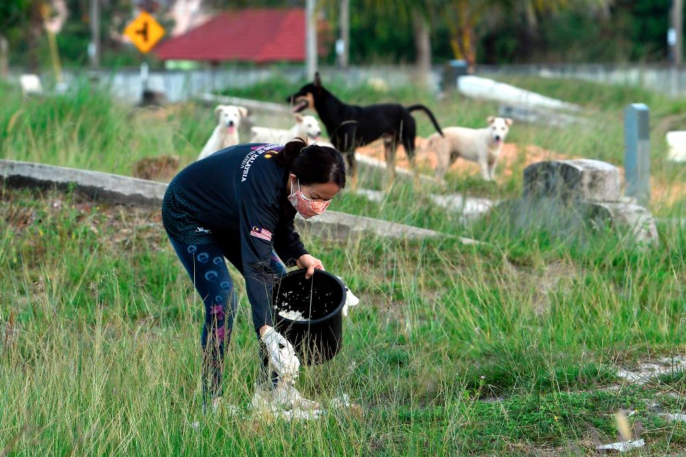 Residents claim strays in Cyberjaya poisoned 