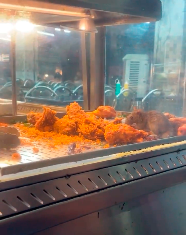 Restaurant ordered closed after video of rat goes viral