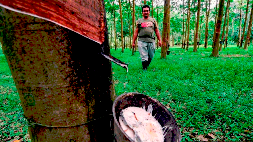 Rubber production incentive activated for January 2023 Rubber production incentive activated for January 2023