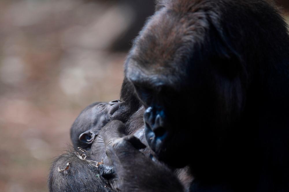 Rwanda named 24 mountain baby gorillas in virtual ceremony Rwanda named 24 mountain baby gorillas in virtual ceremony