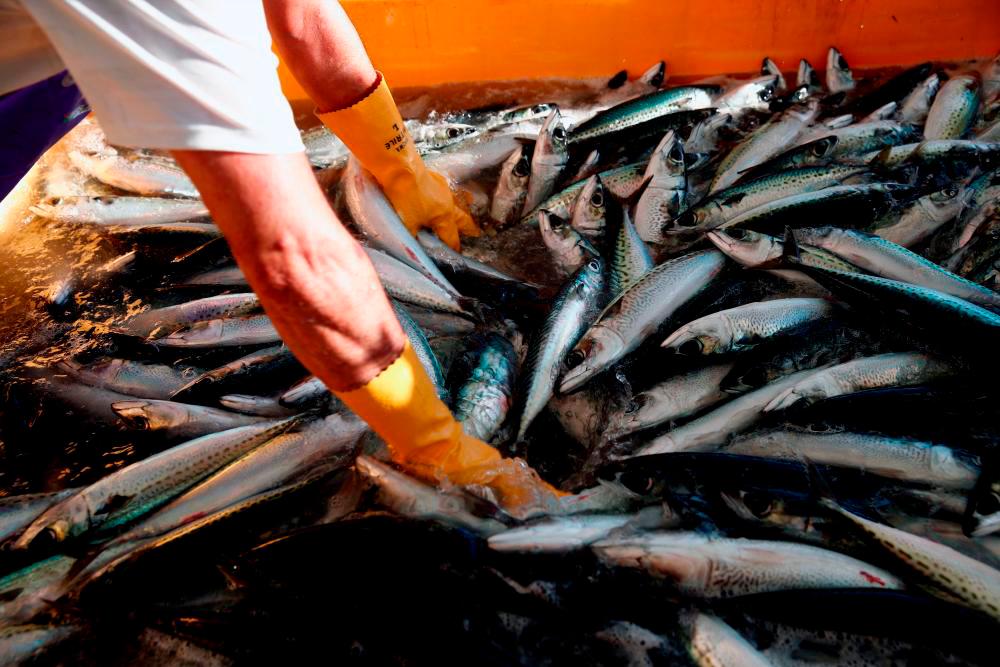 Sabah fisheries contribute positive balance of trade of up to RM900m a year: Kitingan