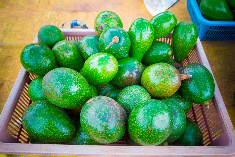 Sabah to commercialise new avocado, tarap varieties; result of 20 years research Sabah to commercialise new avocado, tarap varieties; result of 20 years research
