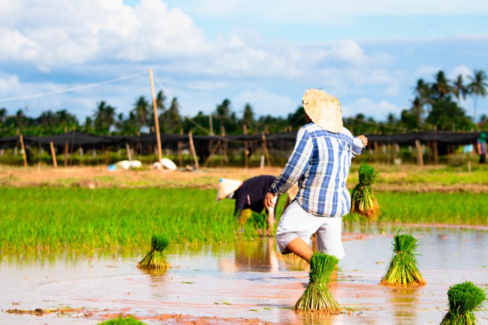 Raising Rice Selangor to review rice planting methods to help farmers raise production