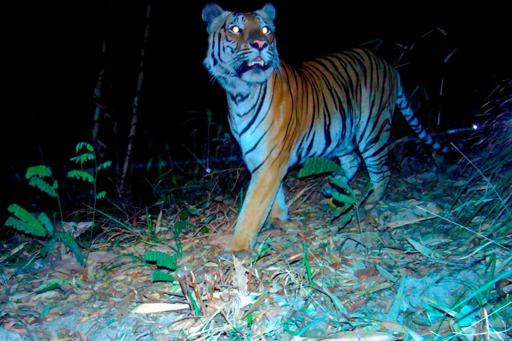 Senoi Praaq deployed to tackle tiger threat in Gua Musang Senoi Praaq deployed to tackle tiger threat in Gua Musang
