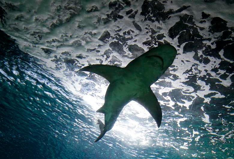 Shark kills teenage girl in Western Australia Shark kills teenage girl in Western Australia