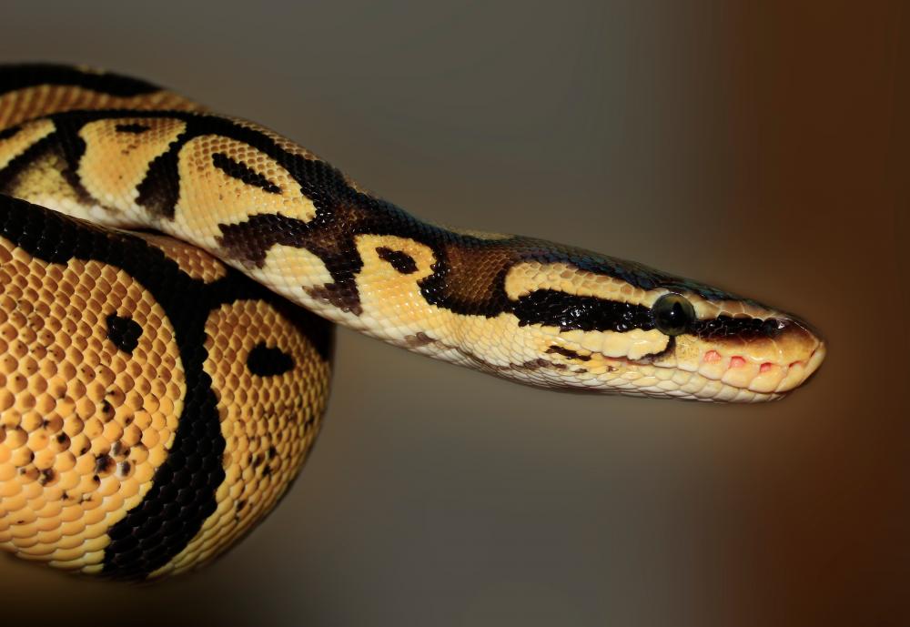 Six-foot python found in washing machine at Johor launderette
