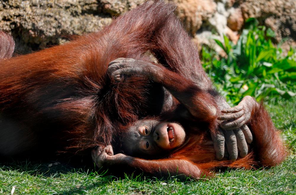 Spain’s animal rights bill targets zoos and pet shops 
