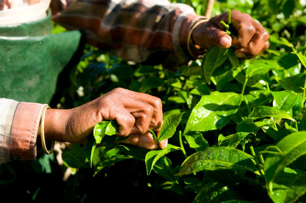 Sri Lanka tea industry to fully recover next year, says minister