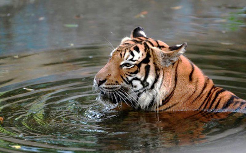 Stiffer penalties for poachers, six plans to ensure Malayan tigersâ continued survival
