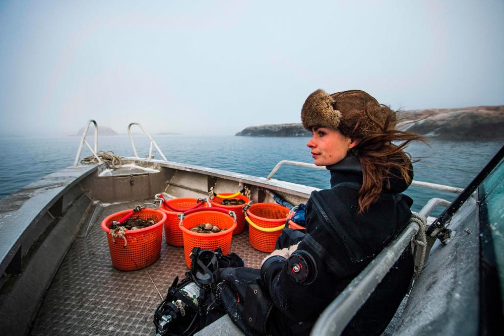 Sweden's only female oyster diver finds calm at sea Sweden's only female oyster diver finds calm at sea