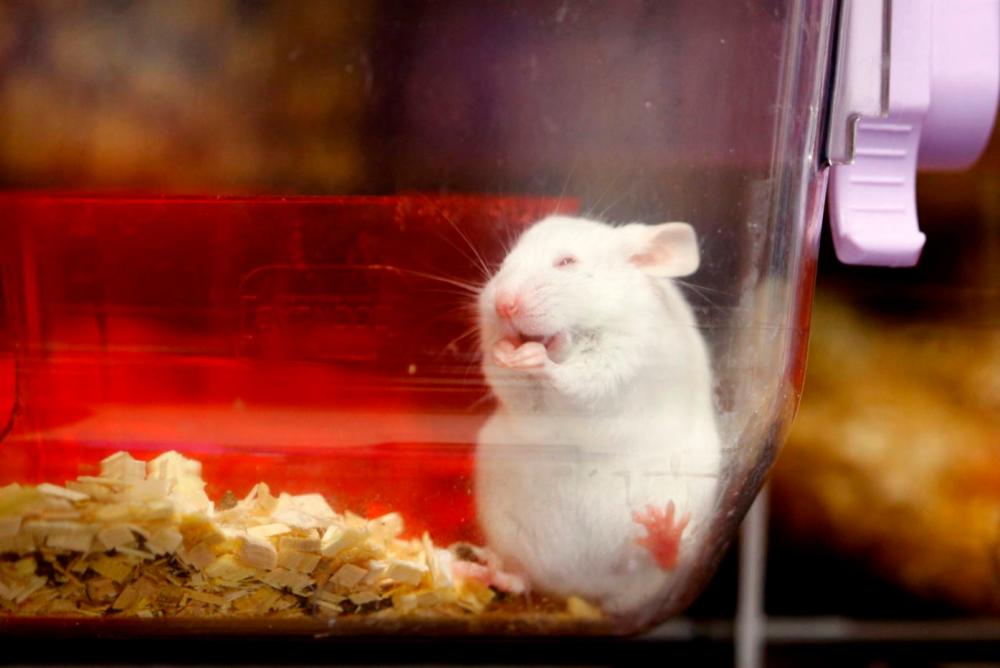 Swiss to vote on becoming first country to ban animal testing Swiss to vote on becoming first country to ban animal testing